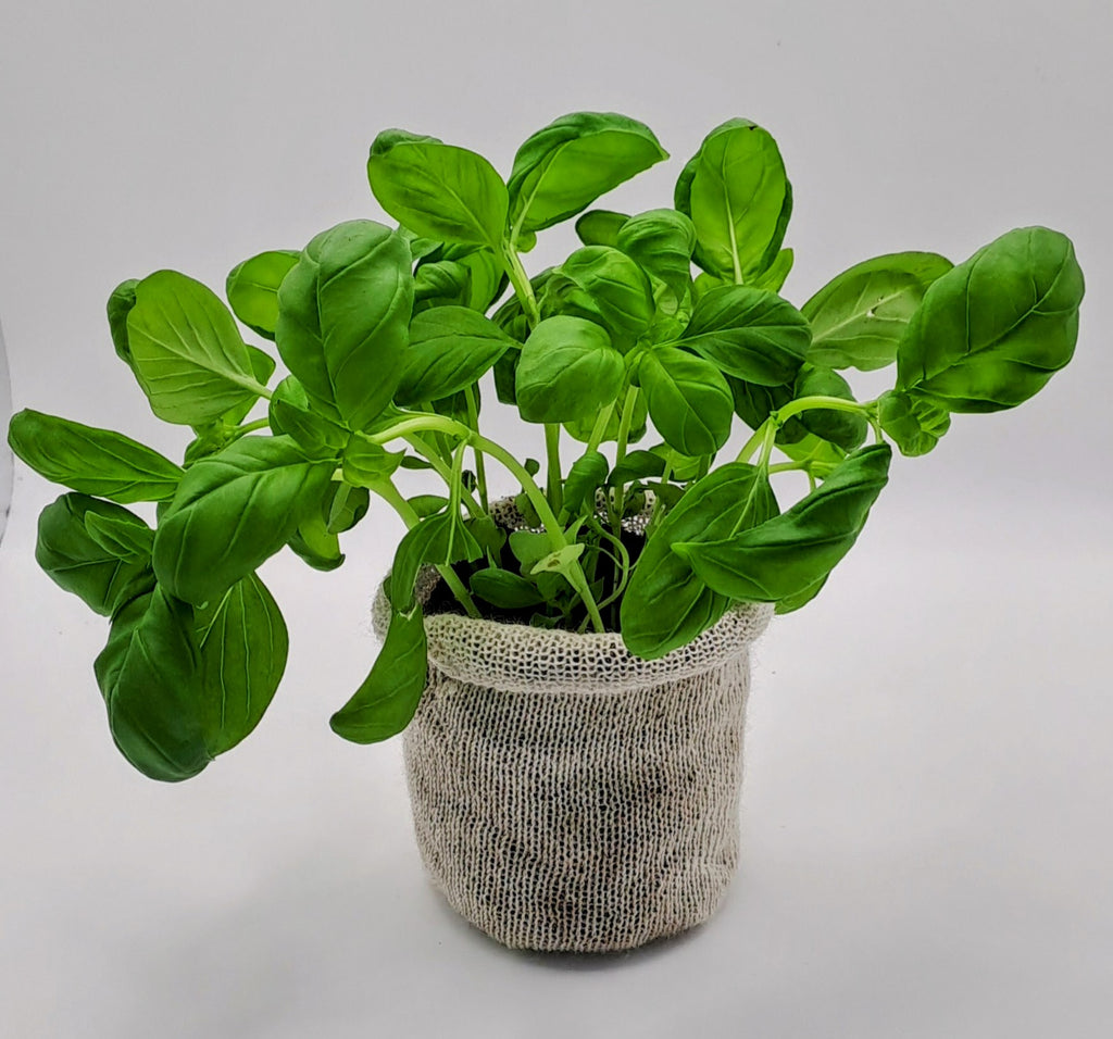 30 pots — $56.00 ⭐ Best value For the serious grower Our best per-pot price at just $1.87 each. Perfect if you're growing a lot, gifting to a fellow gardener, or you already know you'll be back for more.