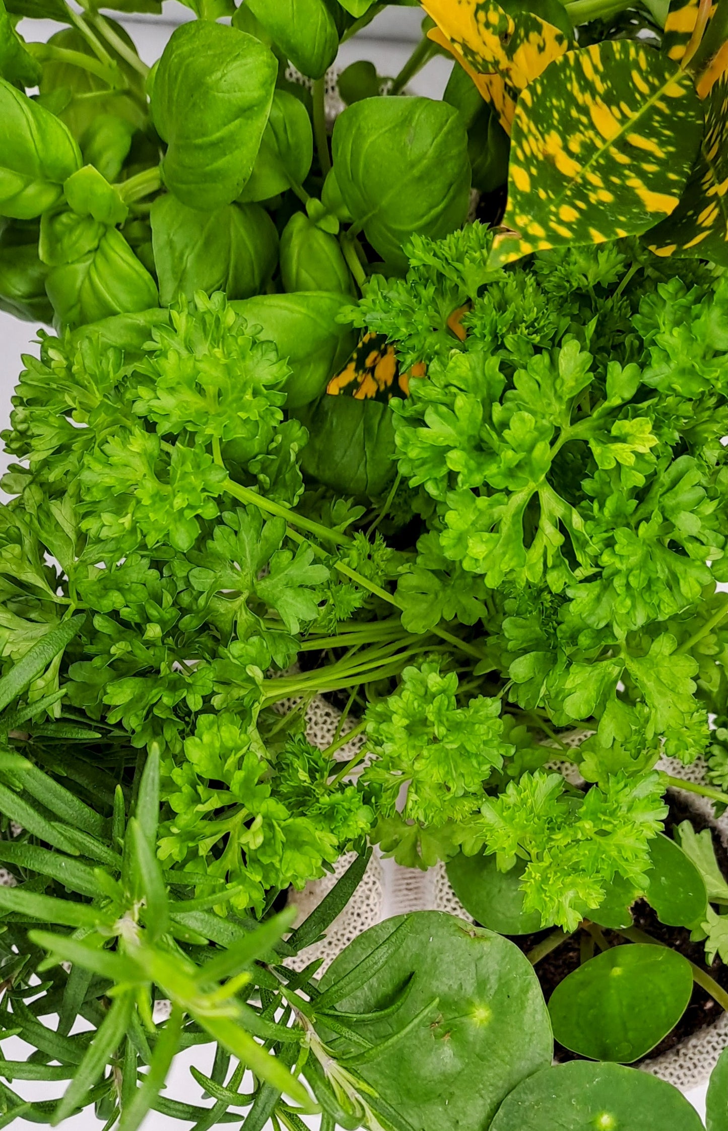 🌱 Want to Order in Bulk? Let’s Grow Together! 🌱