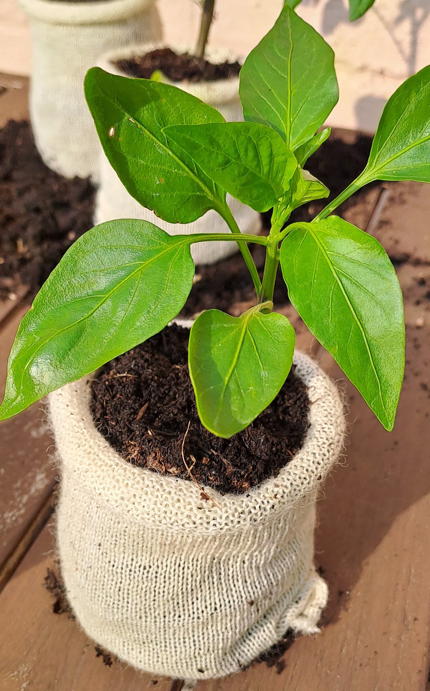 20 wool pots - Eco-Friendly - wool pots - Biodegradable