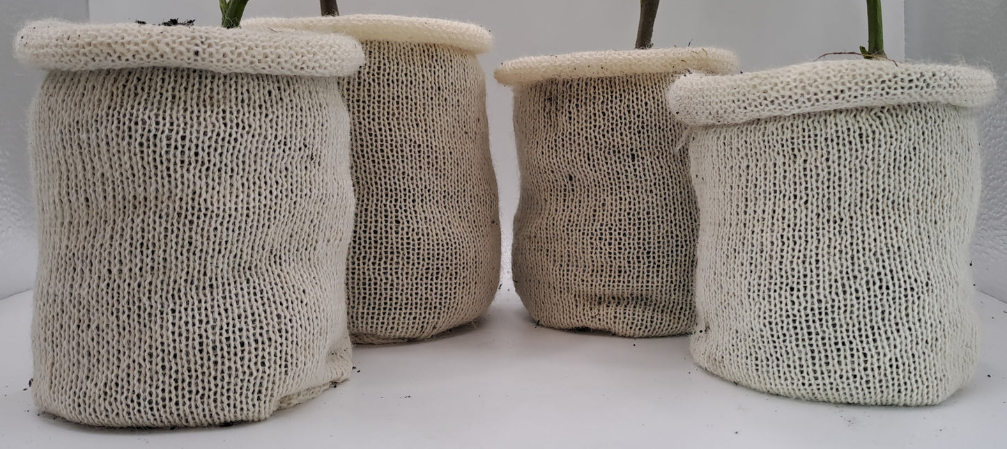 🌱 Want to Order in Bulk? Let’s Grow Together! 🌱