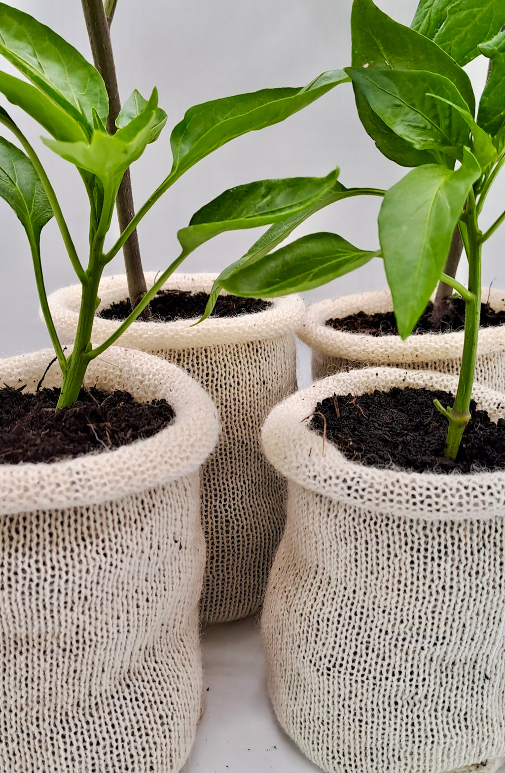 10 pots — $19.50    Perfect for the curious gardener, Try woolly pots for the first time without committing to a full season. Ideal for a small herb garden, a few tomato seedlings, or testing them out alongside your usual pots.