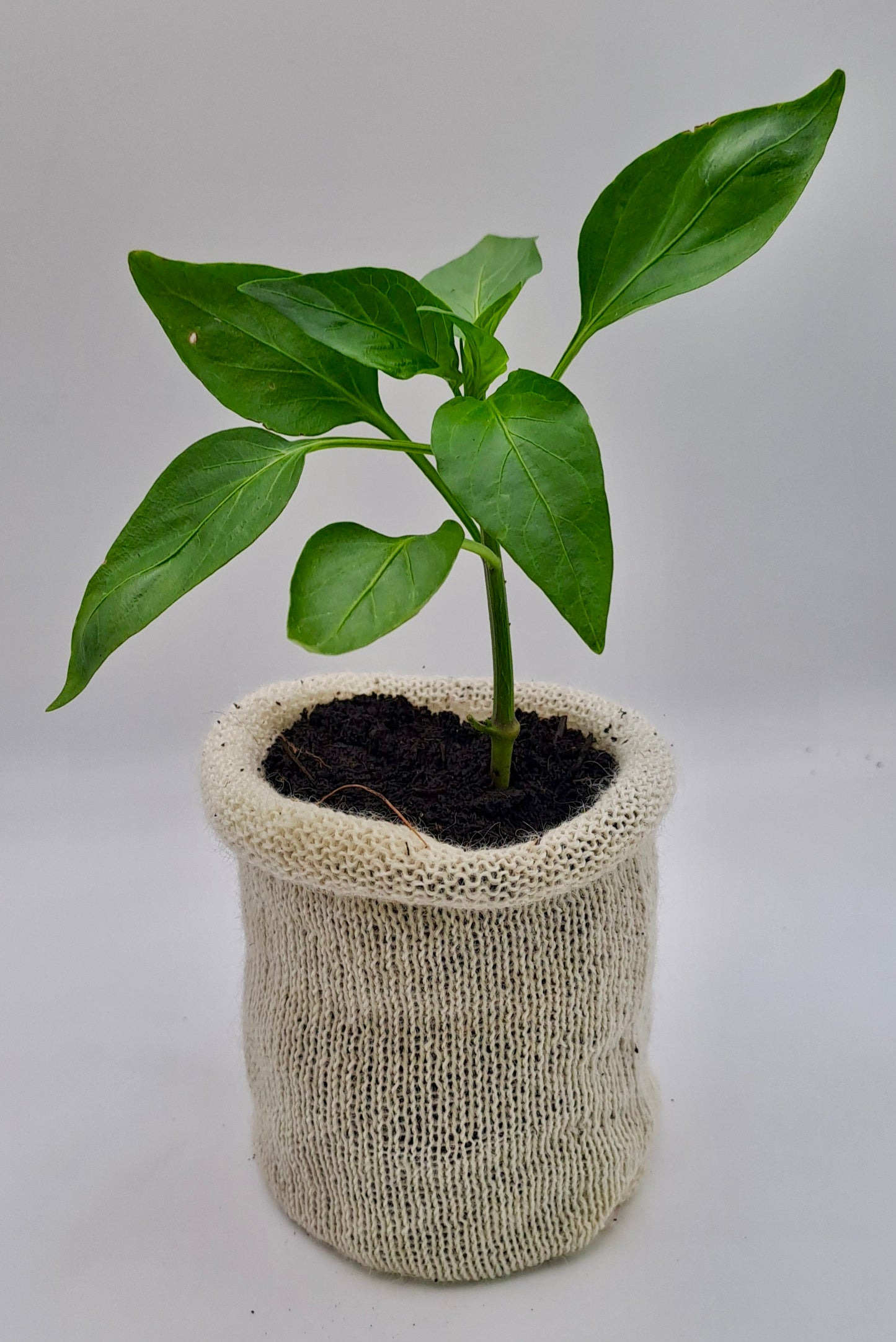 10  Wool Pots - Eco-Friendly - wool Pot - Biodegradable