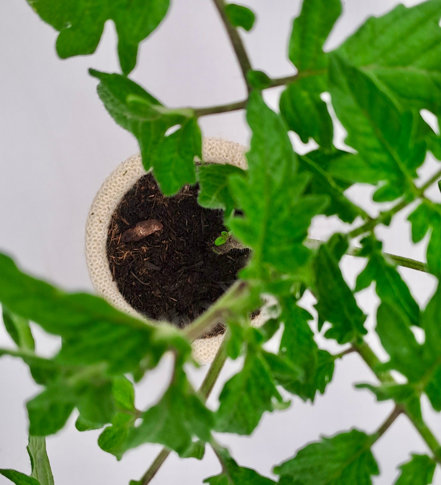 20 pots — $38.00 For a proper growing season Enough to get your whole vege patch started. Sow your seedlings in batches and keep the garden ticking over all season long.