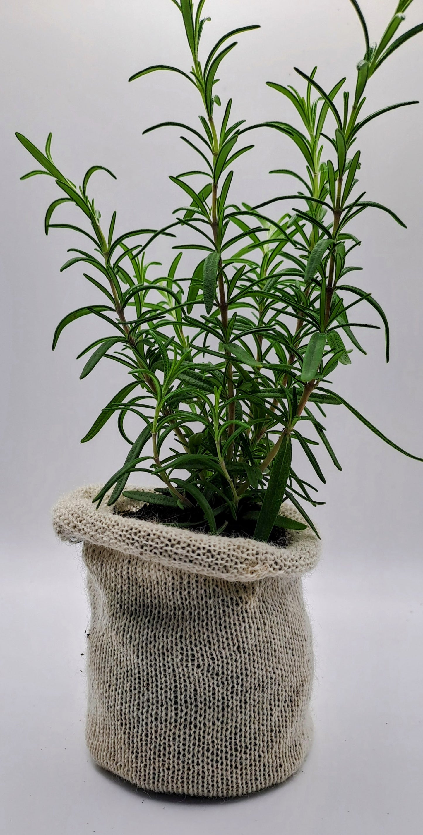 30 Biodegradable Wool Pots - Eco-Friendly - wool pots - Biodegradable