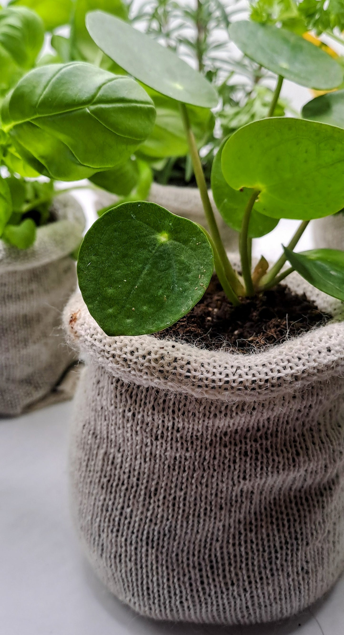 10  Wool Pots - Eco-Friendly - wool Pot - Biodegradable