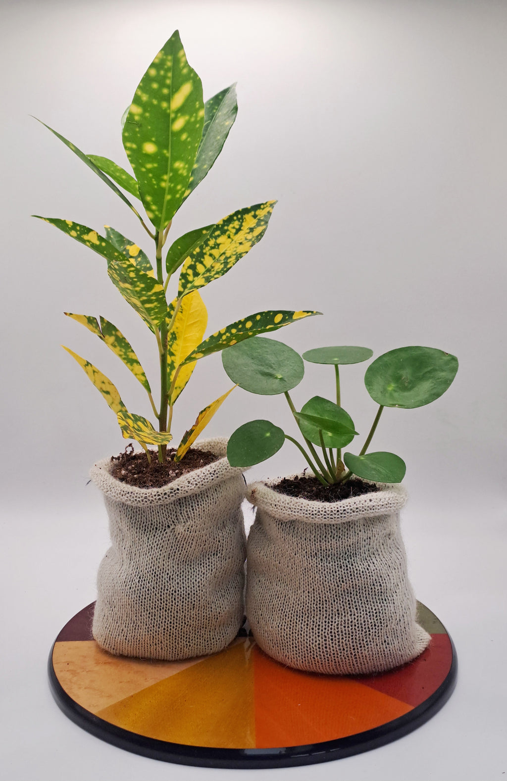 10 pots — $19.50    Perfect for the curious gardener, Try woolly pots for the first time without committing to a full season. Ideal for a small herb garden, a few tomato seedlings, or testing them out alongside your usual pots.