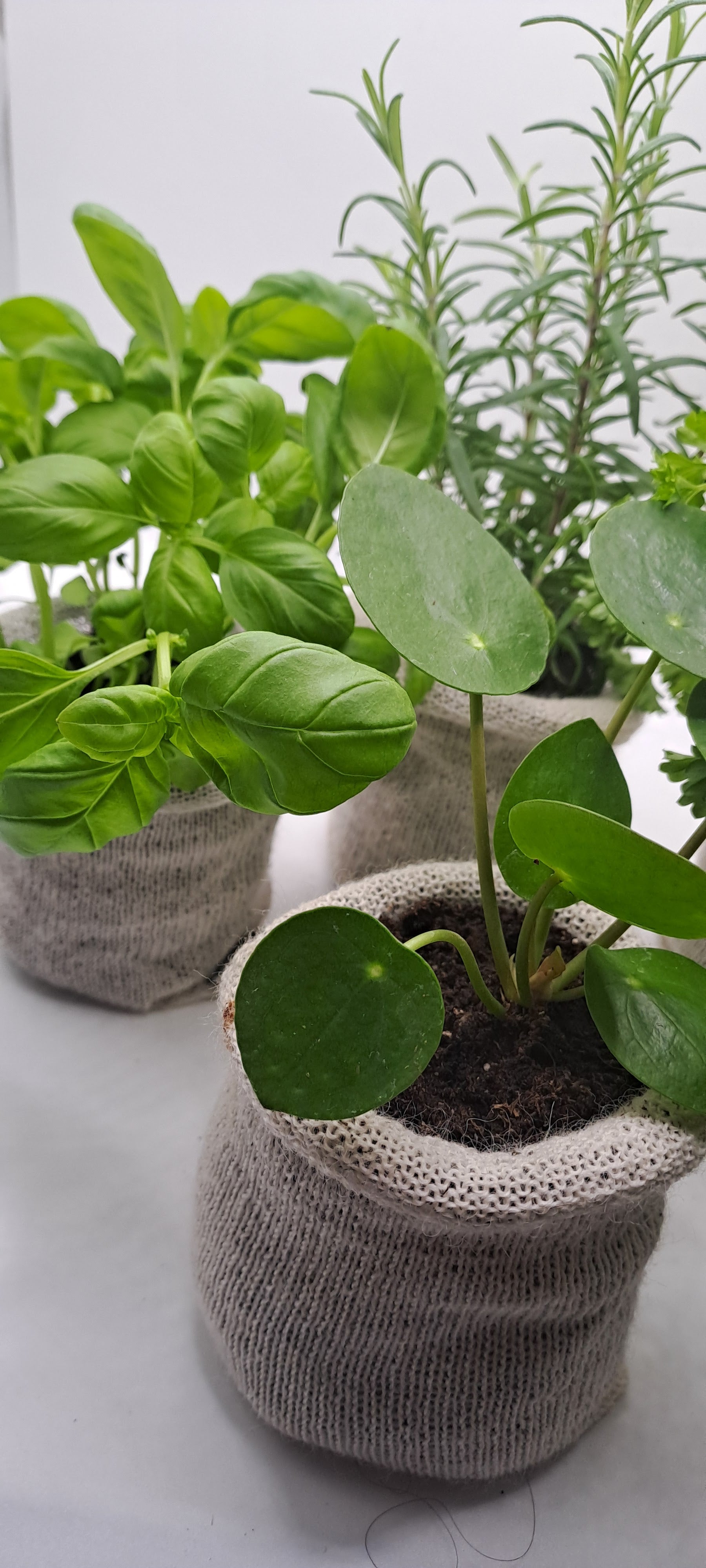 30 pots — $56.00 ⭐ Best value For the serious grower Our best per-pot price at just $1.87 each. Perfect if you're growing a lot, gifting to a fellow gardener, or you already know you'll be back for more.